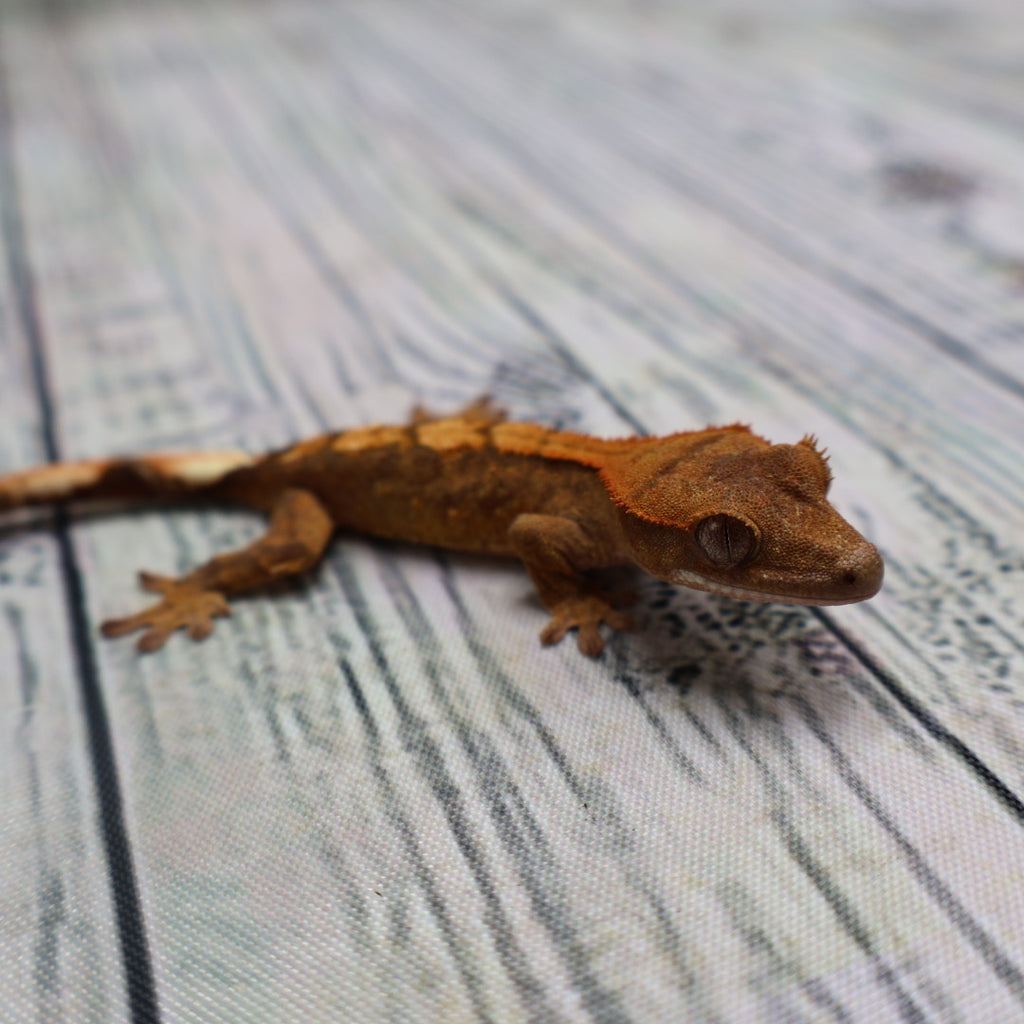 (#R33) Flame Unsexed Crested Gecko