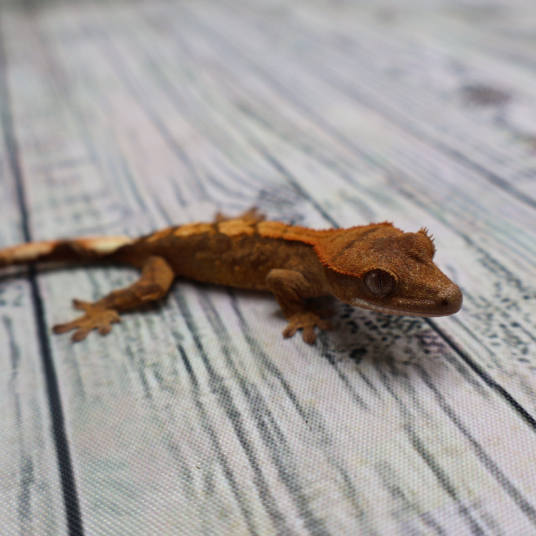 (#R33) Flame Unsexed Crested Gecko