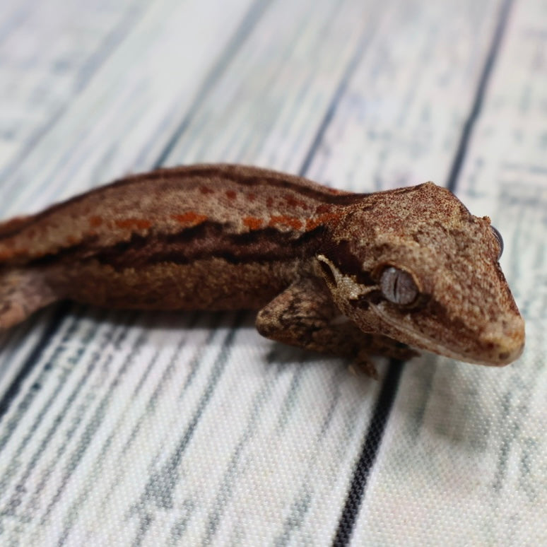 Possible Phantom Eye Red Stripe Gargoyle Gecko – Unsexed (#4) {DEADPOOL LINE}