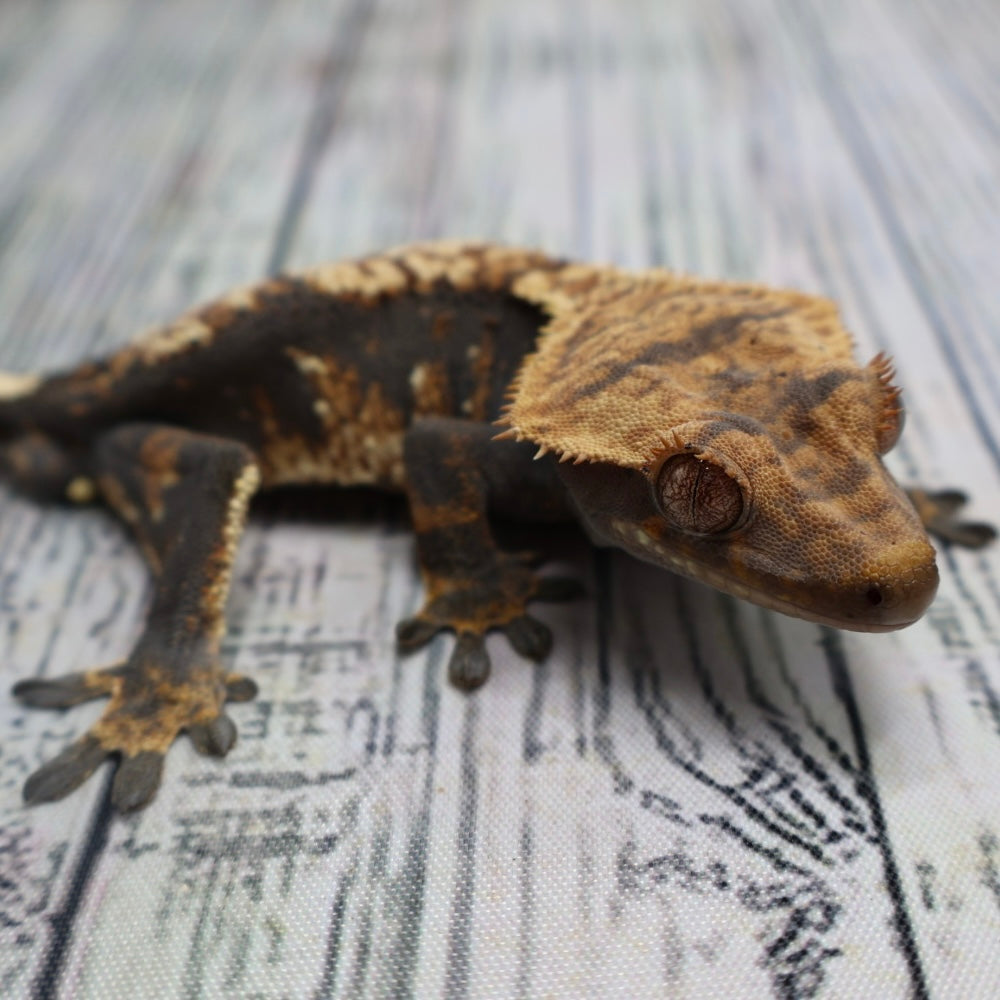(#G131) Possible Fire Crested Gecko – Male Sub-Adult
