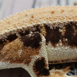 Lilly White Crested Gecko (#308)