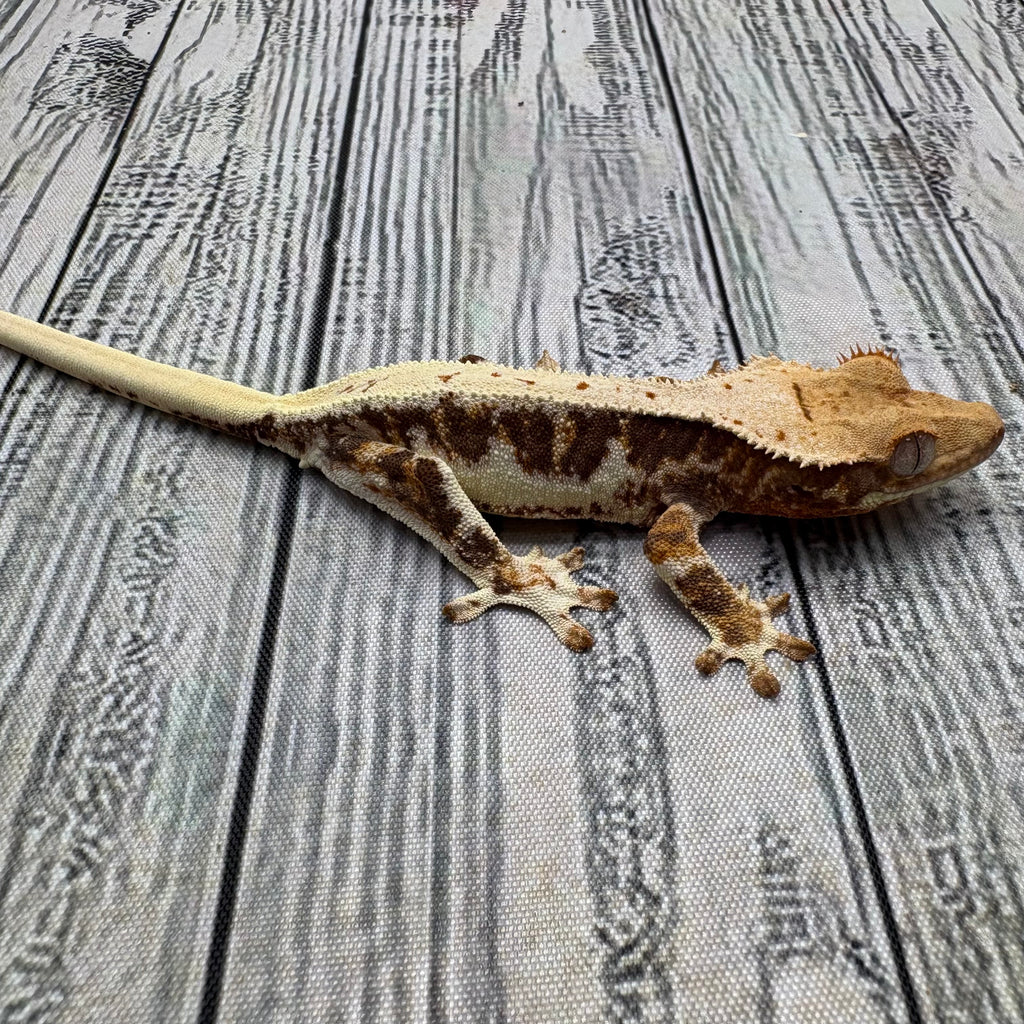 Lilly White Crested Gecko (#313)