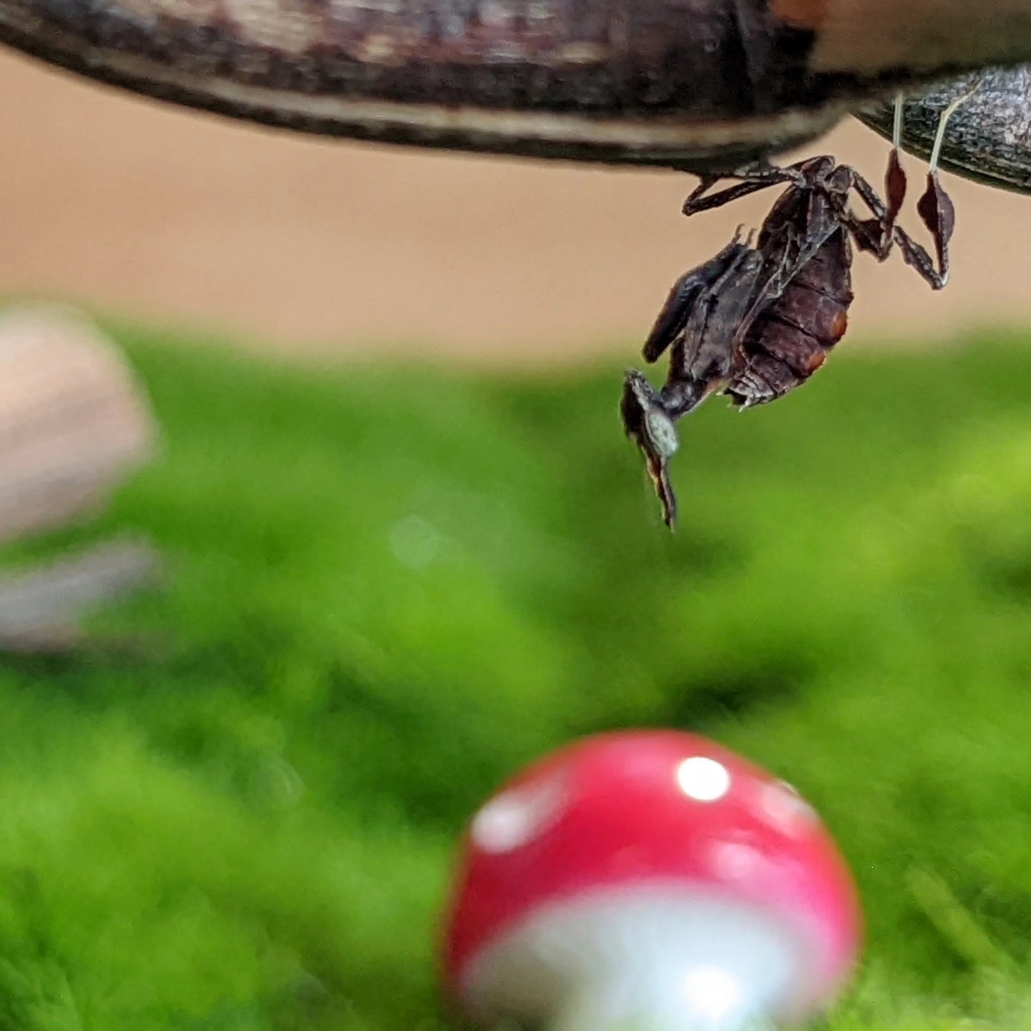 Ghost Mantis – Nymph (Phyllocrania paradoxa)