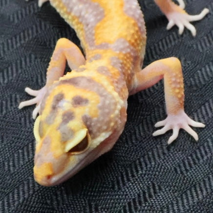 (#1) Bold Tangerine Tremper Albino Leopard Gecko – Unsexed