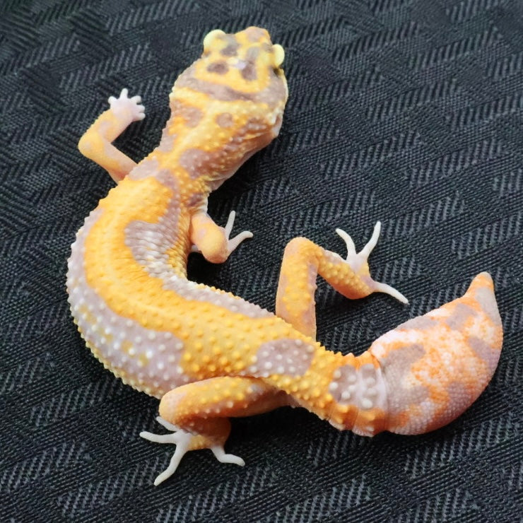 (#1) Bold Tangerine Tremper Albino Leopard Gecko – Unsexed