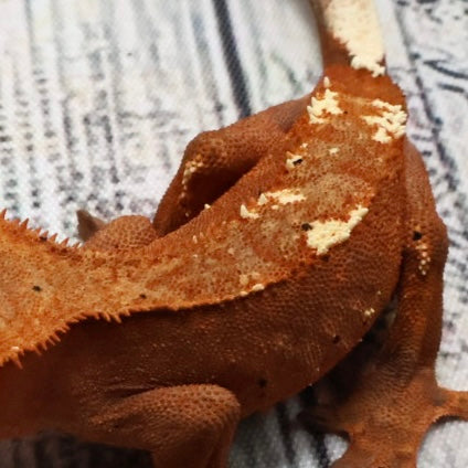 (#468) RCK Cappuccino Dalmatian Partial Pinstripe Crested Gecko – Unsexed