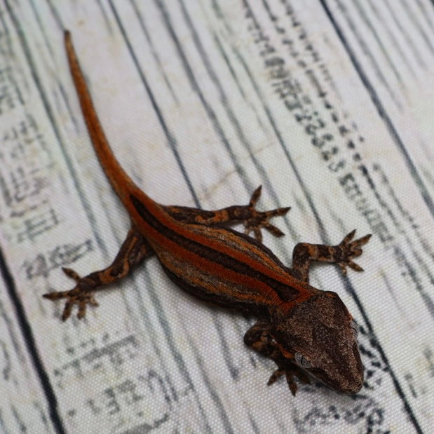 (#9) Possible Phantom Eye Red Stripe Gargoyle Gecko – Unsexed {DEADPOOL LINE}