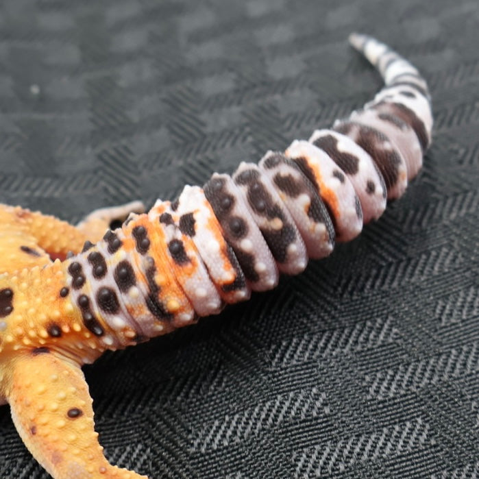 (#29) Tangerine Leopard Gecko – Female