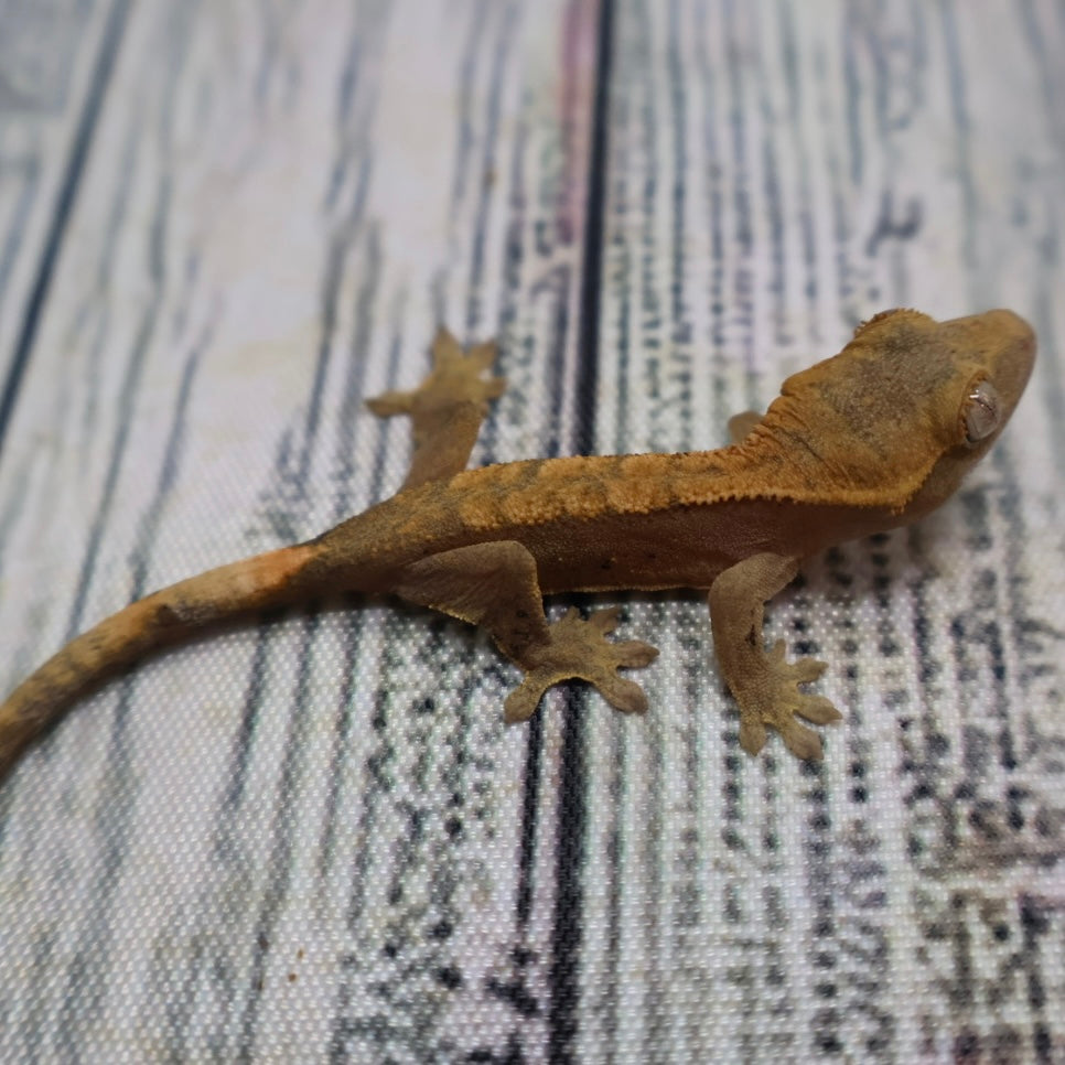 (#G200) Fire Crested Gecko – Baby Unsexed