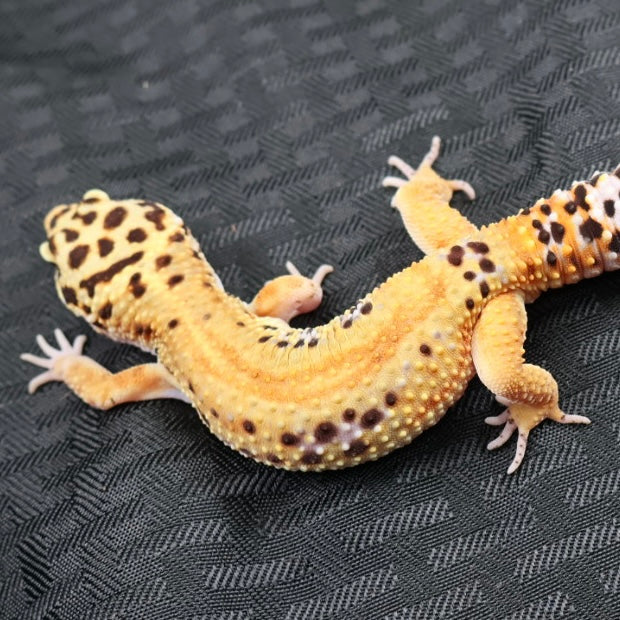(#32) Tangerine Stripe Leopard Gecko – Male