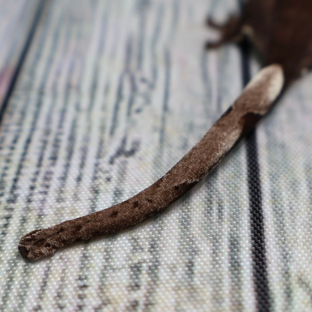 (#500) Phantom Axanthic Crested Gecko – Unsexed
