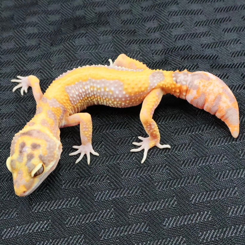 (#1) Bold Tangerine Tremper Albino Leopard Gecko – Unsexed
