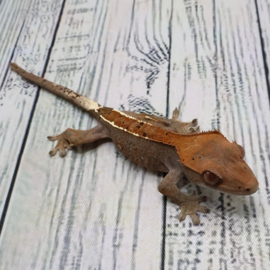 (#403) RCK Cappuccino Partial Pinstripe Dalmatian Crested Gecko
