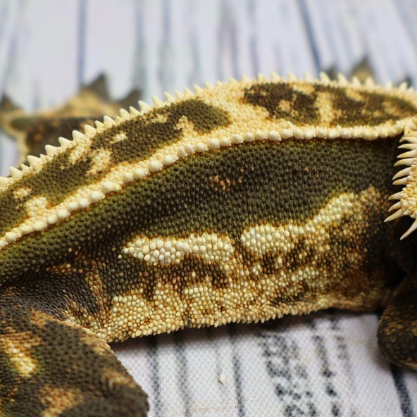 (#11) Dark Quad Pinstripe Crested Gecko – Male Adult Proven Breeder