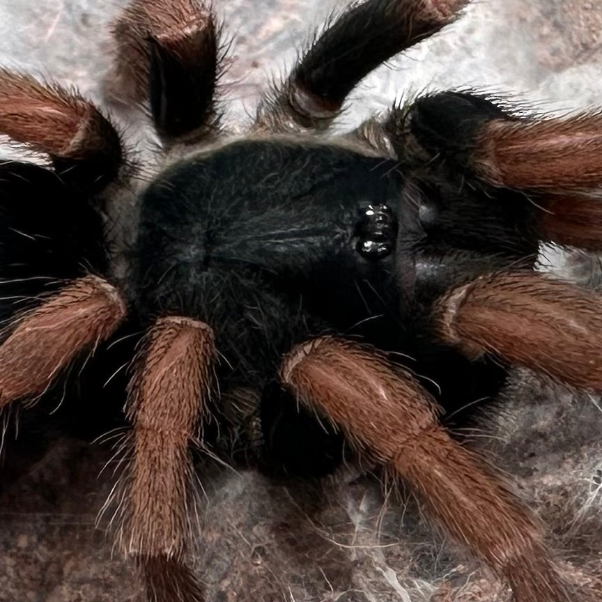 Kochiana brunnipes ~ (Dwarf Brazilian Red-Leg Tarantula) 2" – Probable Female Juvenile