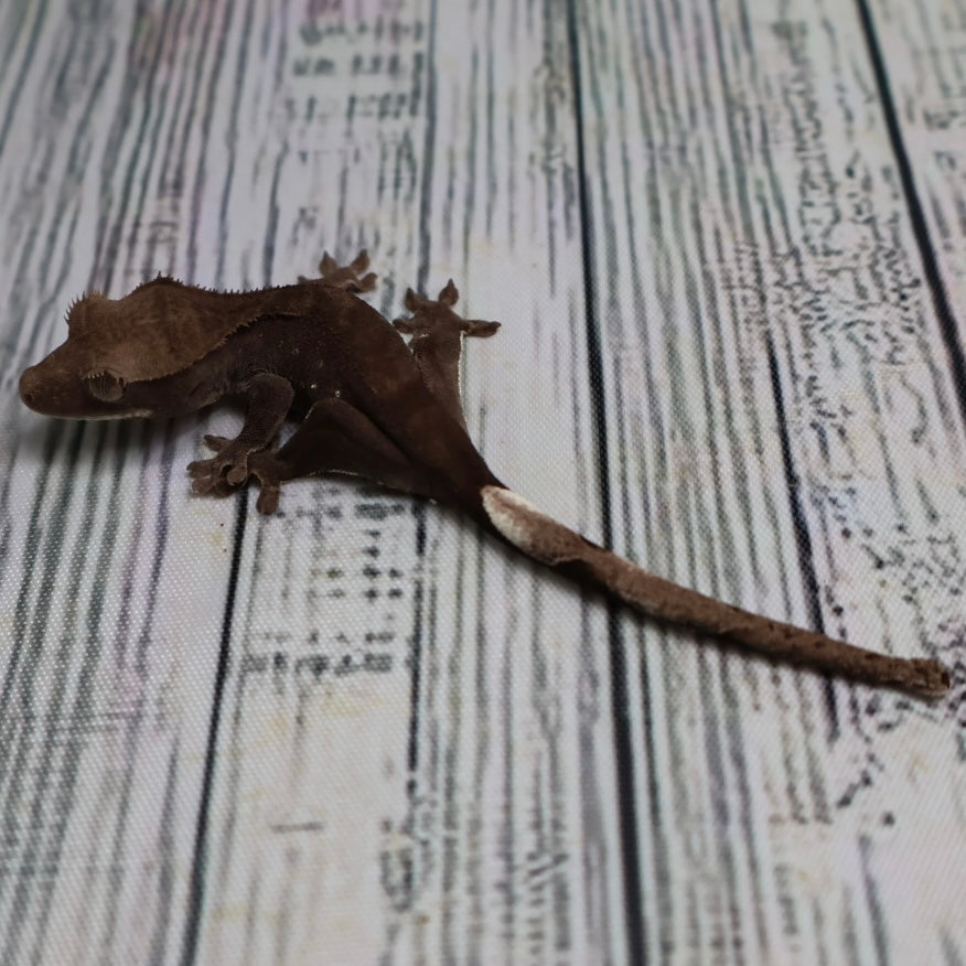 (#500) Phantom Axanthic Crested Gecko – Unsexed