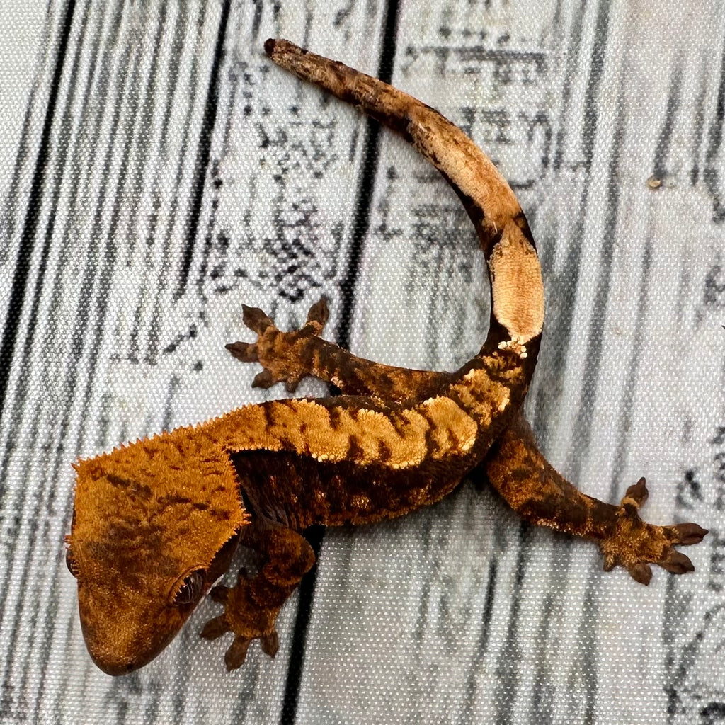 (#R12) Harlequin Unsexed Crested Gecko
