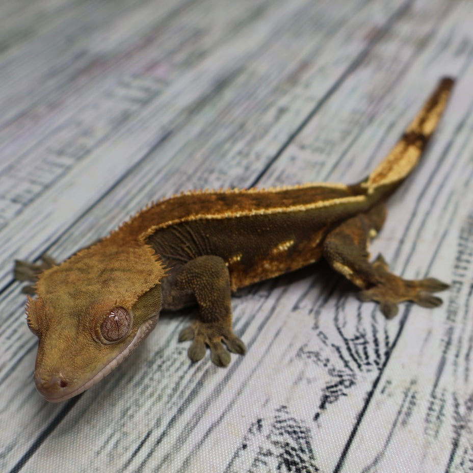 (#319) Red & Black Softscale Emptyback Pinstripe Crested Gecko – Male Adult Proven Breeder
