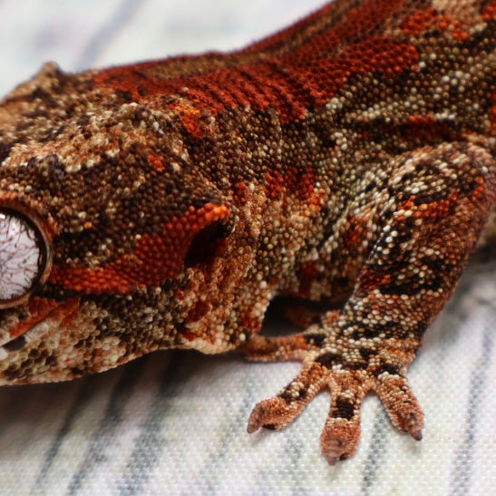 Phantom Eye High Red Stripe Gargoyle Gecko – Male {DEADPOOL LINE}
