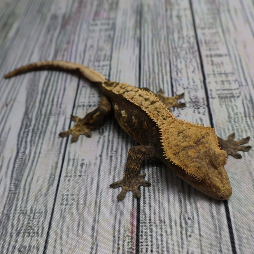 (#E13) Harlequin Crested Gecko – Sub-Adult Female