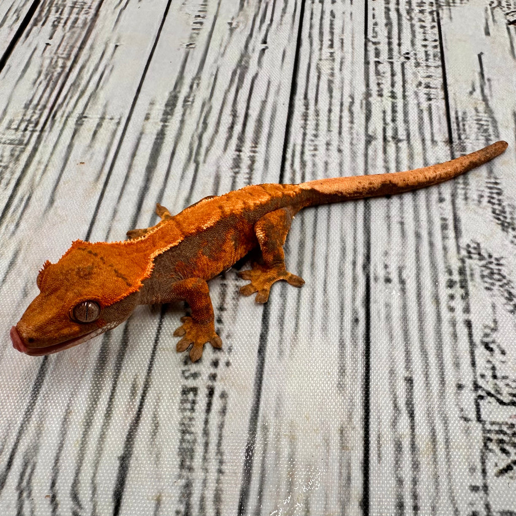 Harlequin Unsexed Crested Gecko (#R10) ~ Tangerine Line