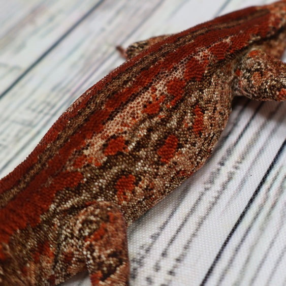 Phantom Eye High Red Stripe Gargoyle Gecko – Male {DEADPOOL LINE}