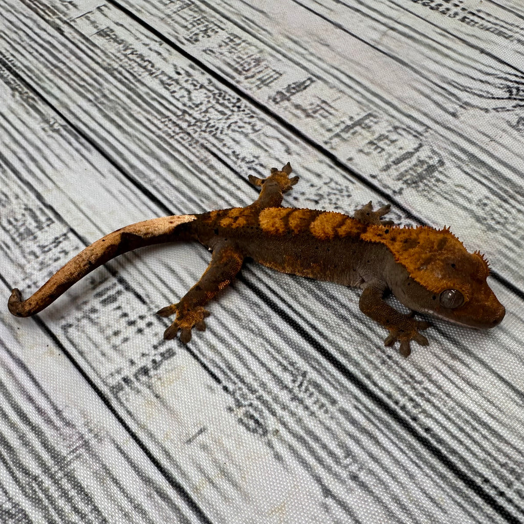 Flame Dalmatian Unsexed Crested Gecko (#R21)