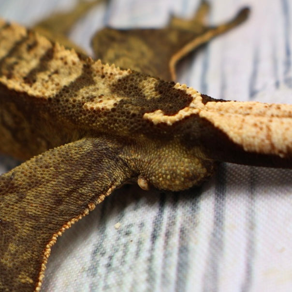 (#E16) Weird Tiger Crested Gecko – Male Sub-Adult