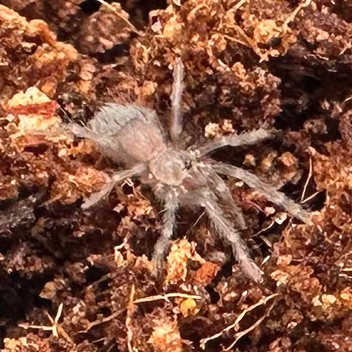 Lasiodora sazimai ~ (Brazilian Blue Tarantula) ¼" – Unsexed Sling