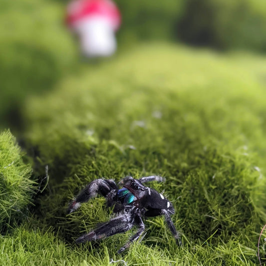 Regal Jumping Spider – Assorted Males (Phidippus regius, Large)