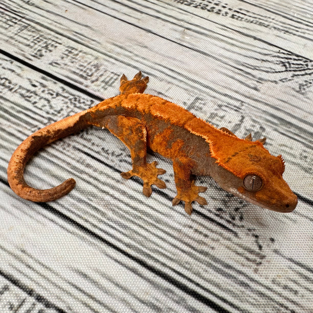Harlequin Unsexed Crested Gecko (#R10) ~ Tangerine Line