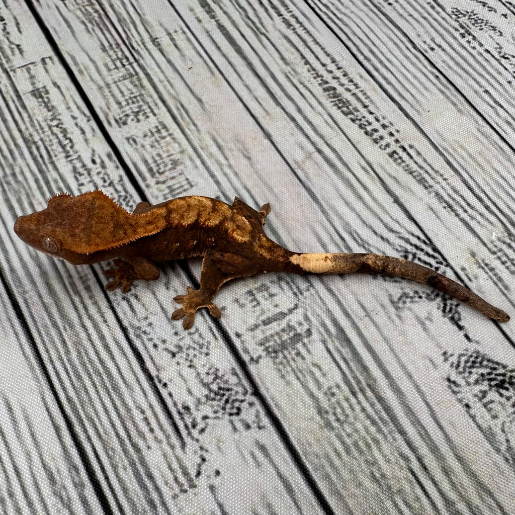 Flame Dalmatian Unsexed Crested Gecko (#R24)