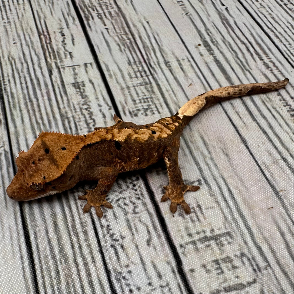 Flame Dalmatian Unsexed Crested Gecko (#R17)