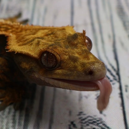 (#214) Quad Pinstripe Softscale Emptyback Crested Gecko – Male Sub-Adult