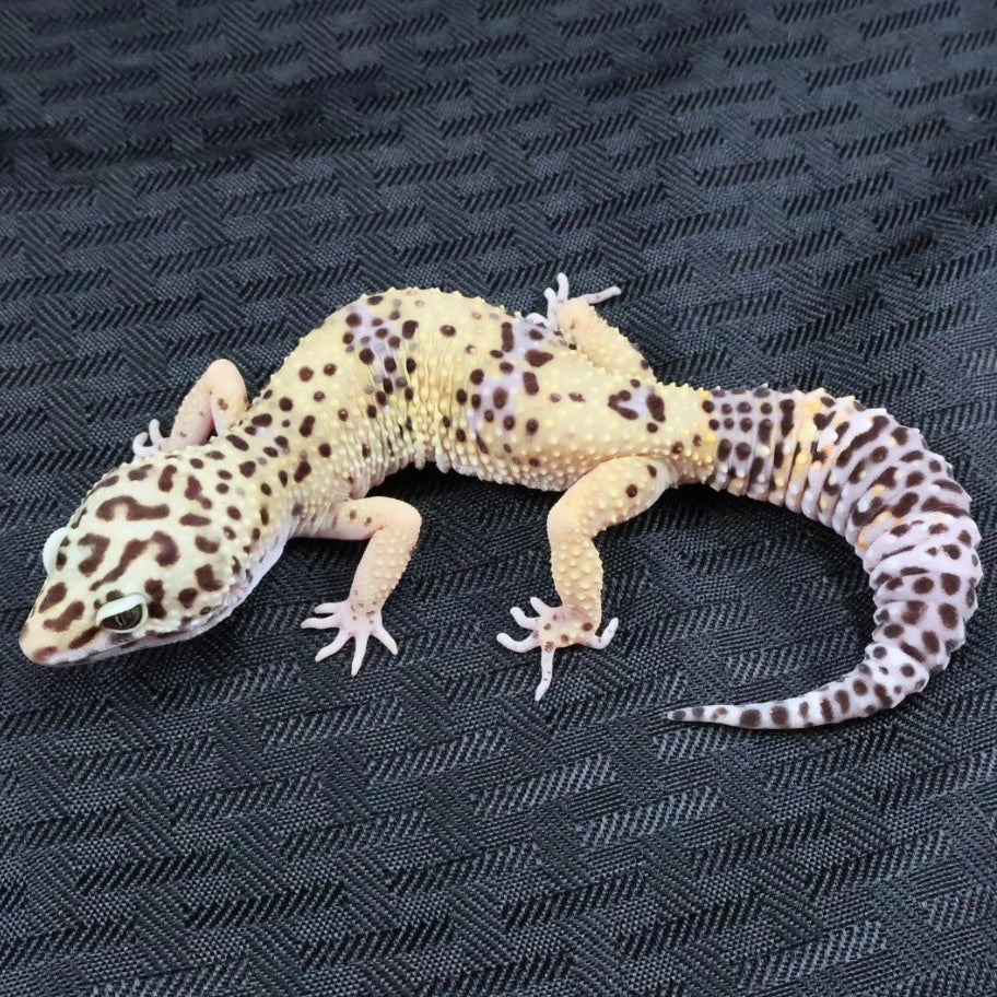 (#7) Lavender Leopard Gecko – Unsexed