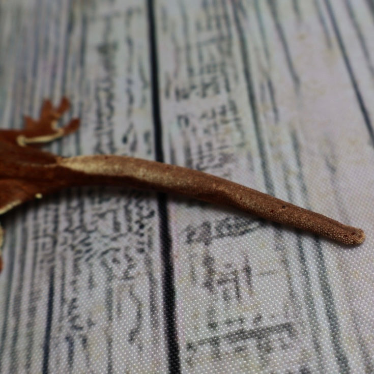 (#478) Phantom Lilly White Crested Gecko – Unsexed