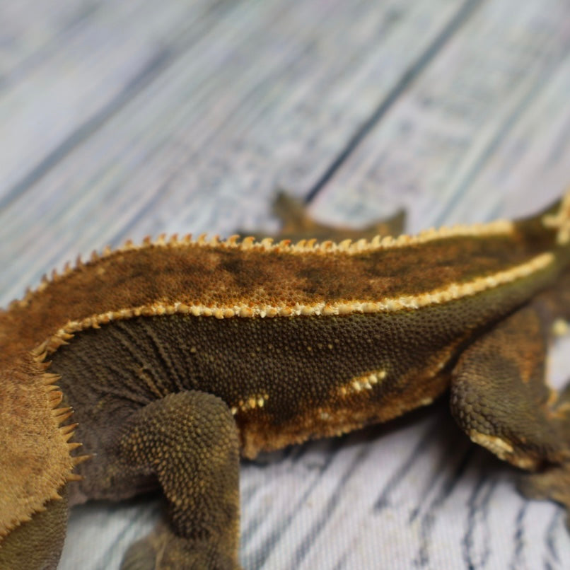 (#319) Red & Black Softscale Emptyback Pinstripe Crested Gecko – Male Adult Proven Breeder