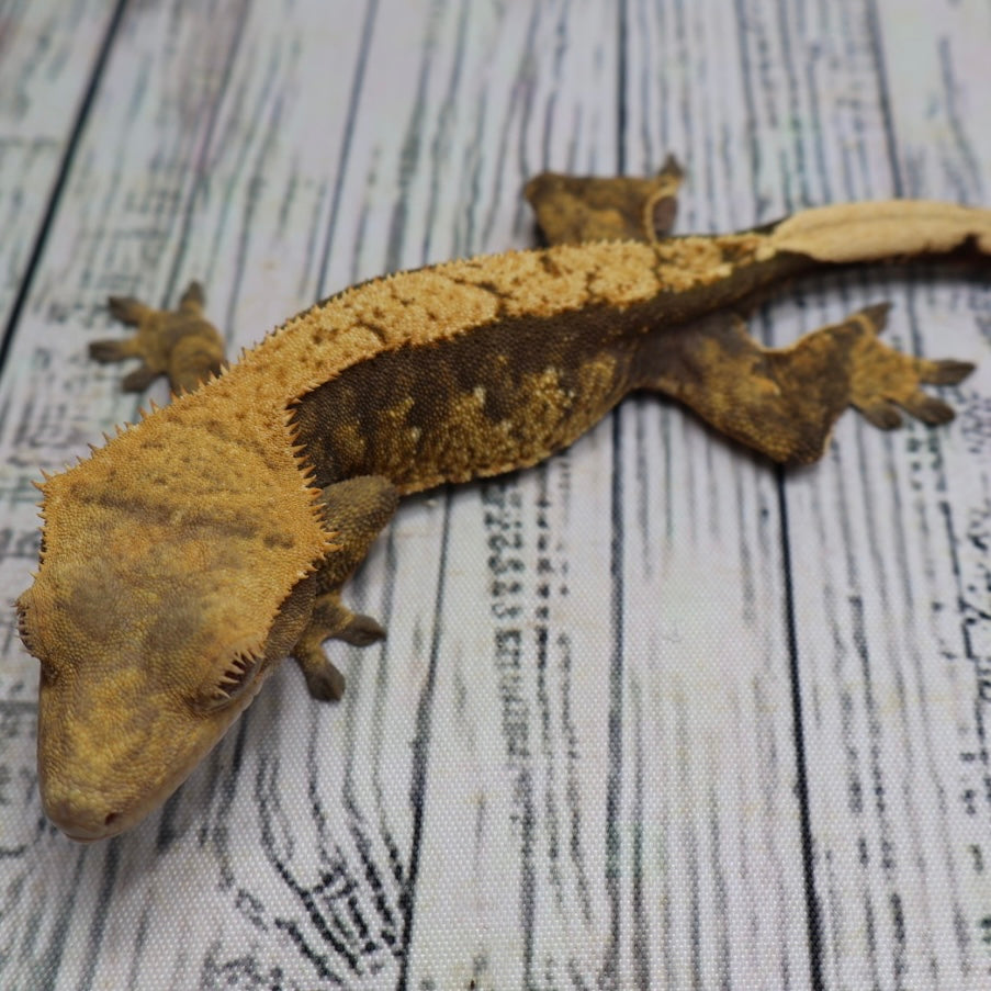 (#E20) Harlequin Softscale Crested Gecko – Female Sub-Adult