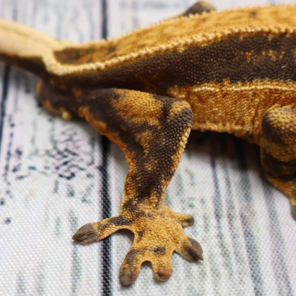 (#G126) Fire Quad Pinstripe Crested Gecko – Male Sub-Adult
