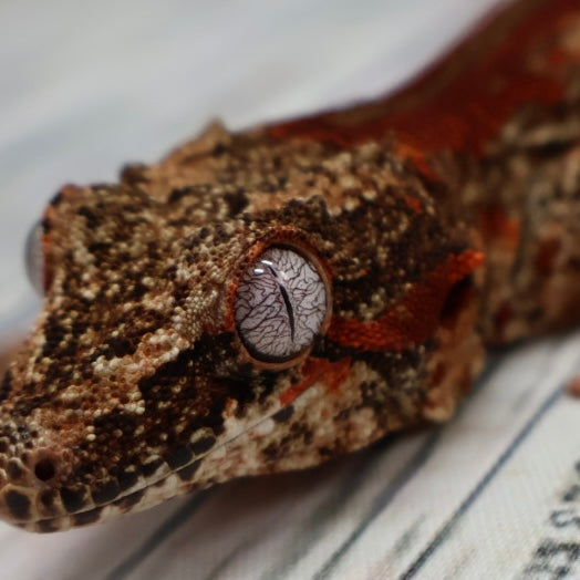 Phantom Eye High Red Stripe Gargoyle Gecko – Male {DEADPOOL LINE}