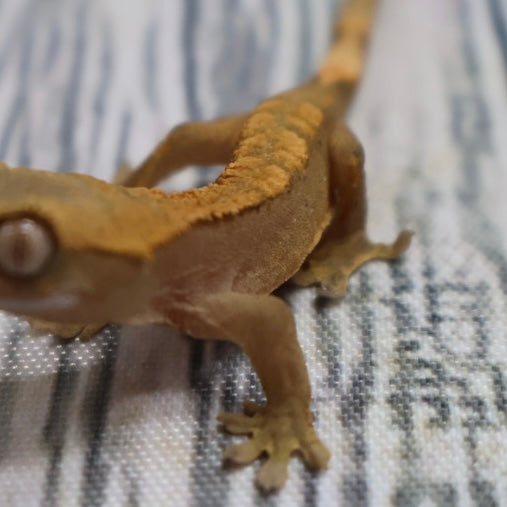 (#G200) Fire Crested Gecko – Baby Unsexed
