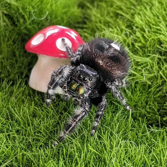 Bold Jumping Spider – Sling (Phidippus audax, I3 Unsexed)