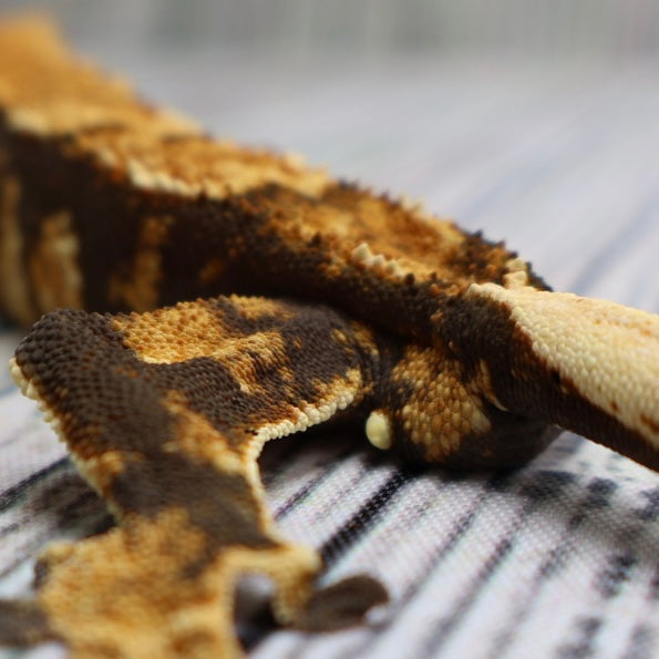 (#G125) Possible Fire Crested Gecko – Male Sub-Adult