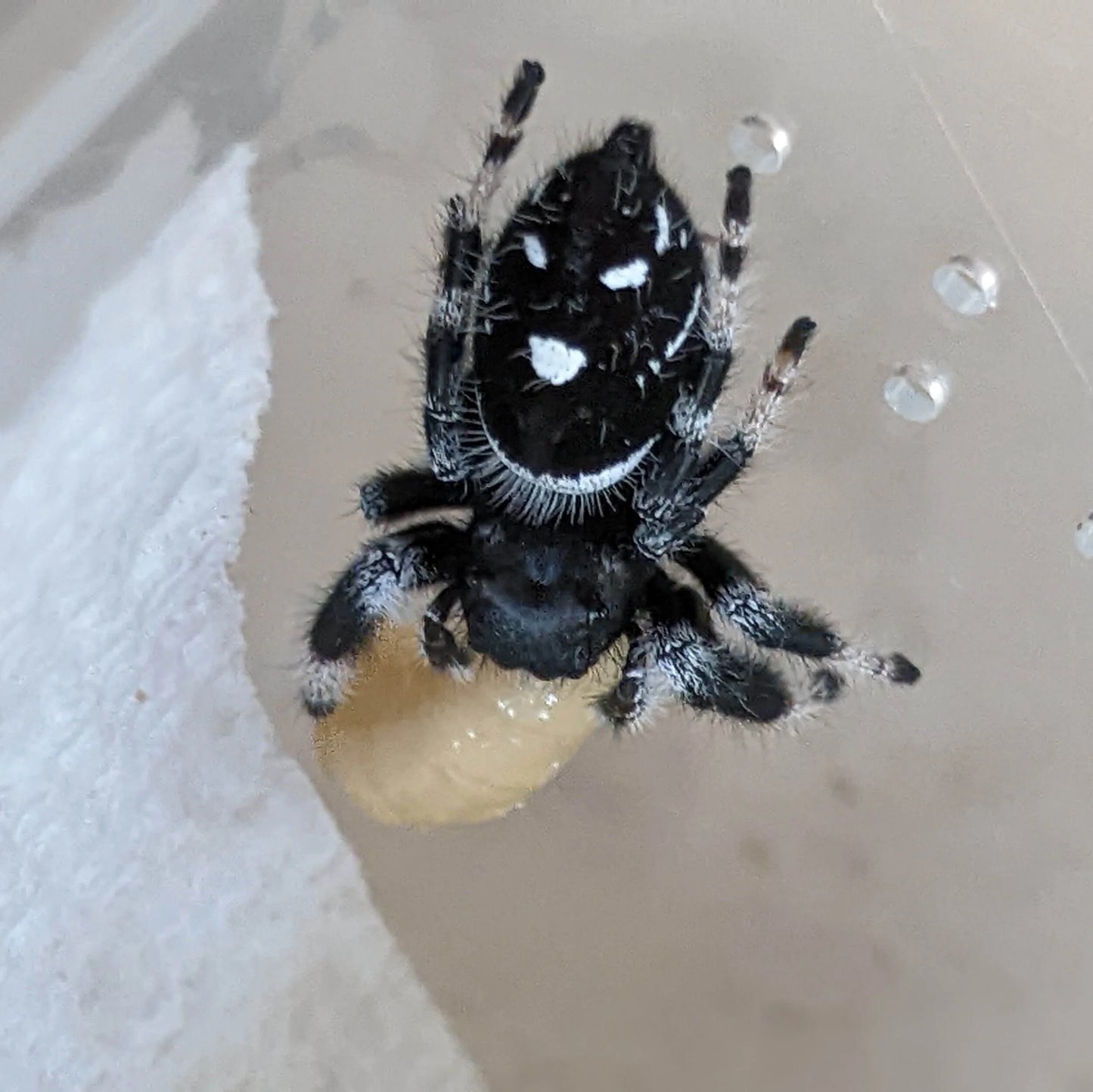 Regal Jumping Spider – Assorted Males (Phidippus regius, Sub-Adult to Adult)