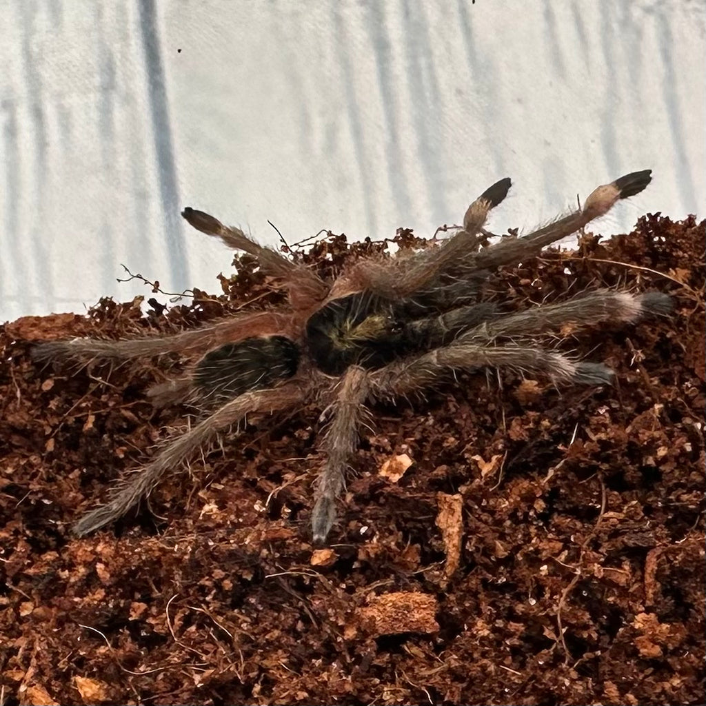 Neoholothele incei ~ (Trinidad Olive Tarantula) ½–1" – Unsexed Sling