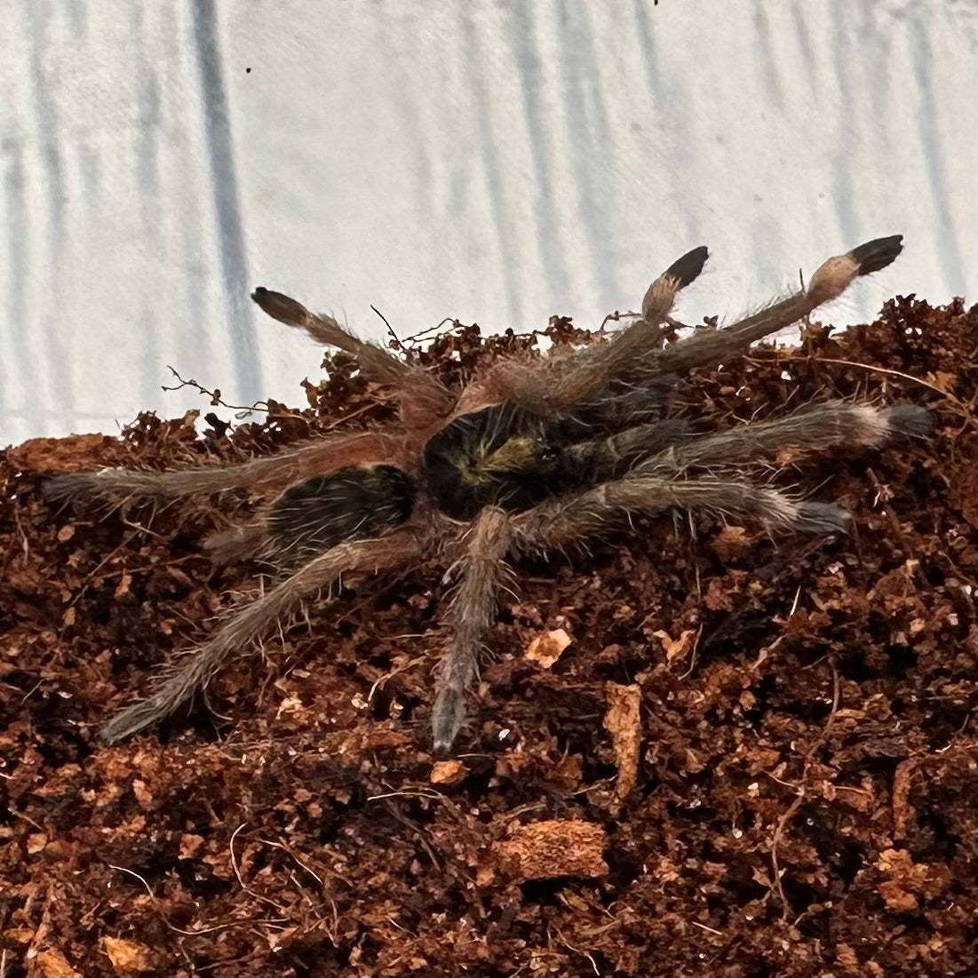 Neoholothele incei ~ (Trinidad Olive Tarantula) ½–1" – Unsexed Sling