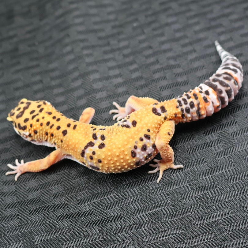 (#29) Tangerine Leopard Gecko – Female