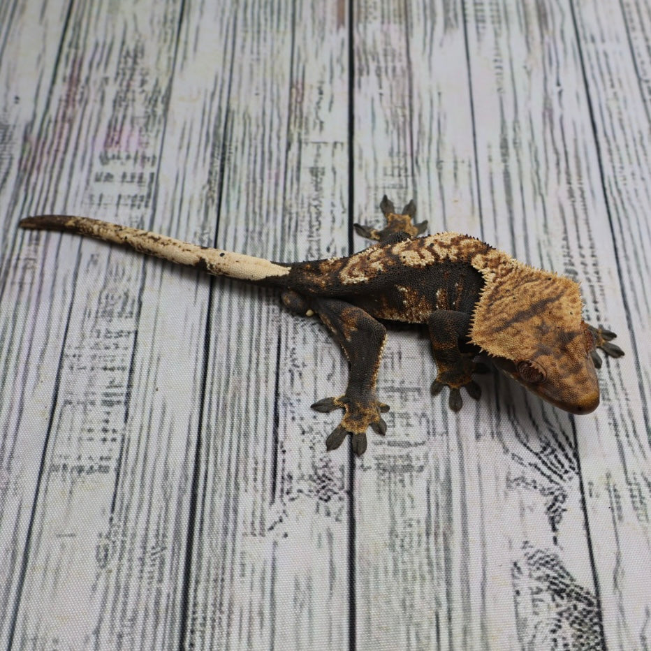 (#G131) Possible Fire Crested Gecko – Male Sub-Adult