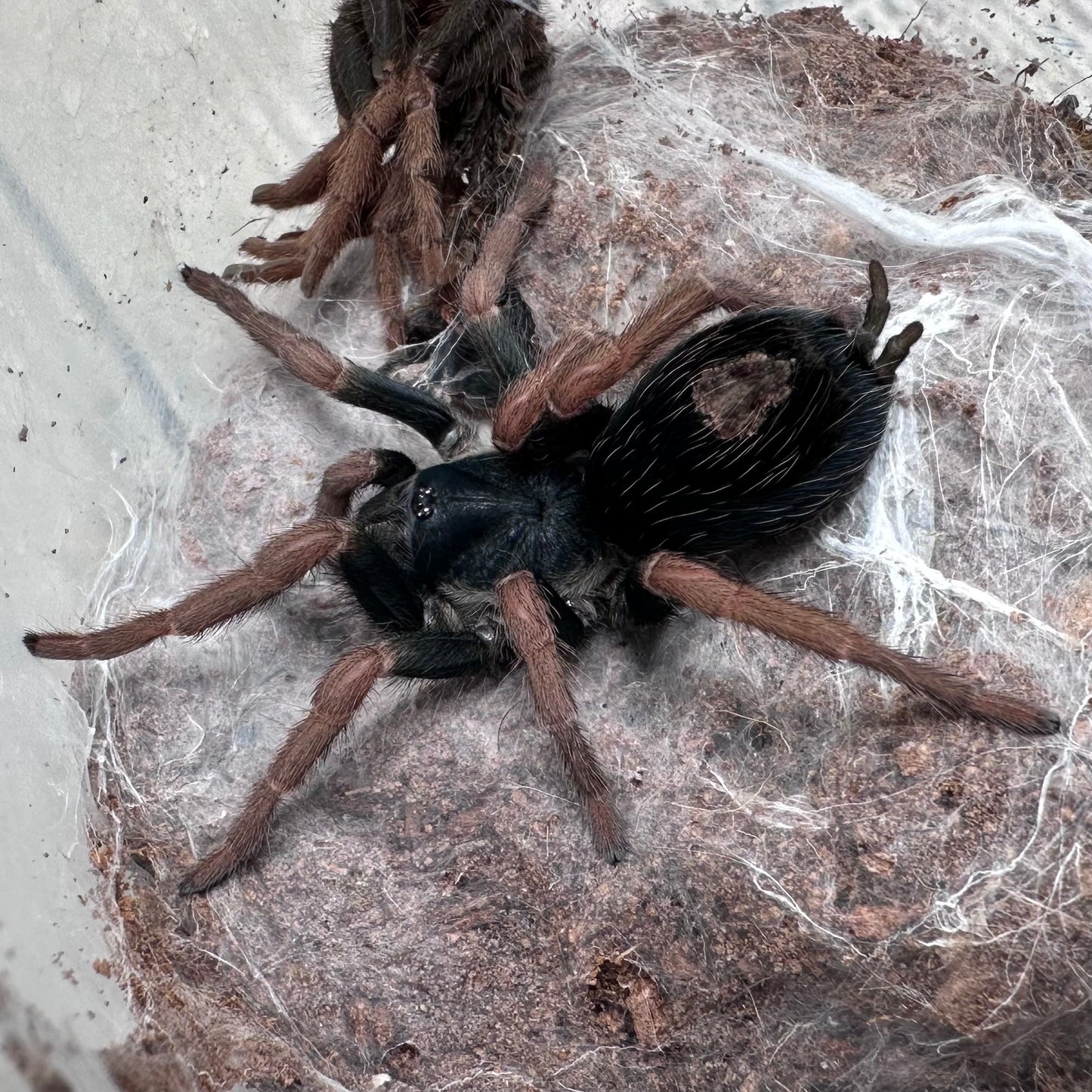Kochiana brunnipes ~ (Dwarf Brazilian Red-Leg Tarantula) 2" – Probable Female Juvenile
