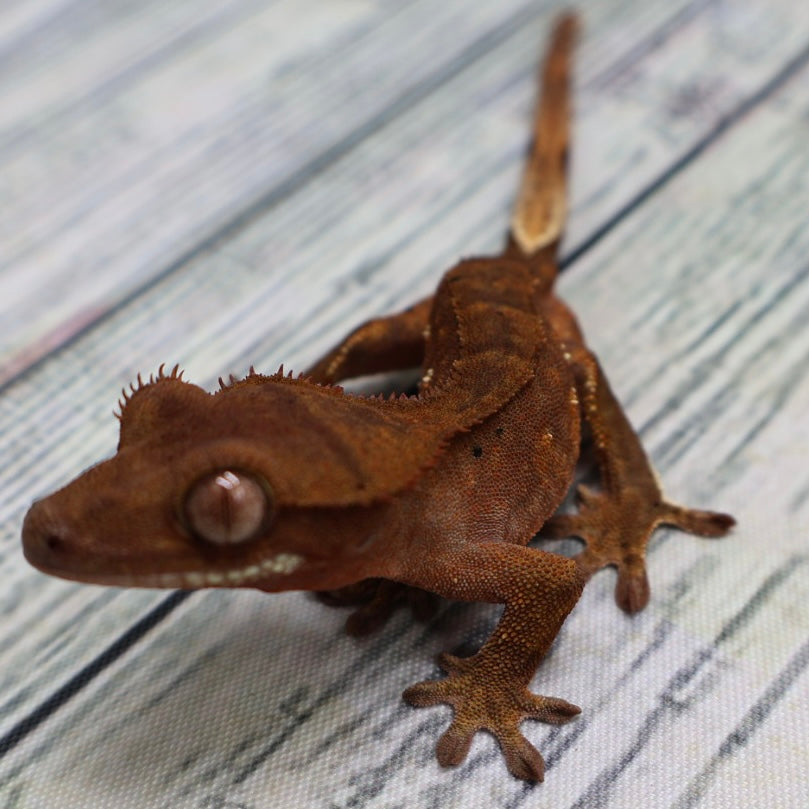 Phantom Crested Gecko – Unsexed (#420)